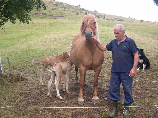 La cavalla Stella e i due puledri gemelli, un maschio e una femmina, nati nei giorni scorsi in una stalla di Gandino di proprietà di Felice Lanfranchi