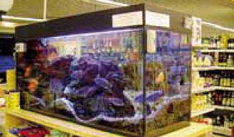 L’acquario del «Supermercato di Gandino»