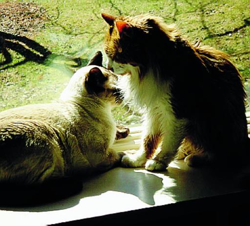 Strage di gatti a Gandino