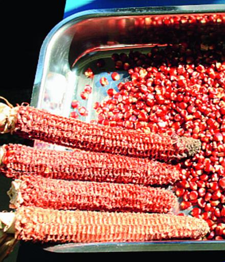 Il mais orobico ibernato in Norvegia