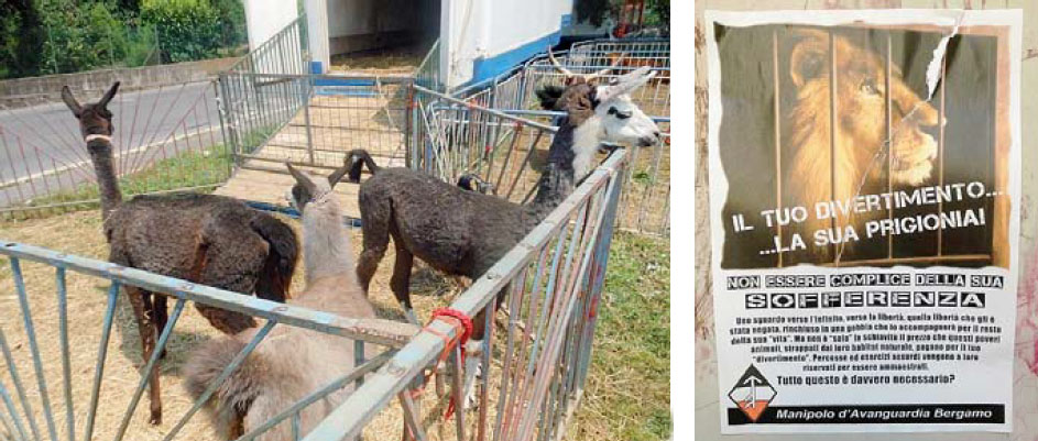 I lama del circo fino a oggi di stanza a Gandino e uno dei manifesti animalisti comparsi in paese nei giorni precedenti allo spettacolo del circo Kino