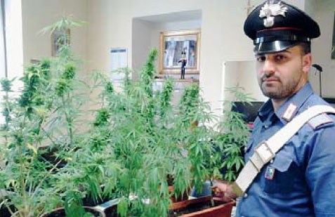 Le piante di marijuana sequestrate dai carabinieri