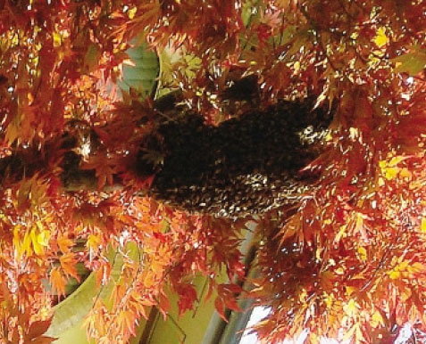 Le api in cerca di una nuova sistemazione al Centro pastorale