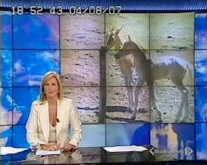 Un evento raro, la nascita di due puledri gemelli