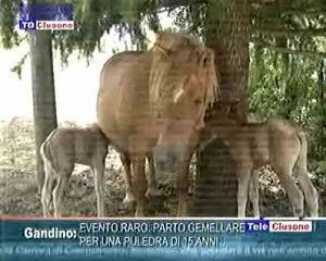 Evento raro: parto gemellare per una puledra di 15 anni