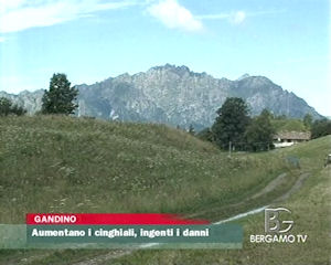 Aumentano i cinghiali, ingenti i danni