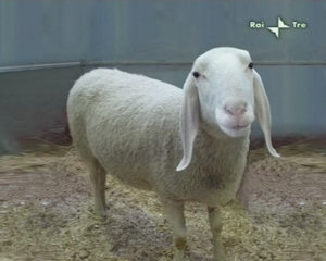 A Geo&Geo l'antica tradizione della lavorazione della lana