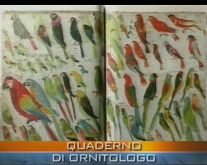 Arte e scienza nel quaderno dell'ornitologo