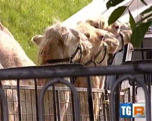 Una notte in libertà per gli animali del circo