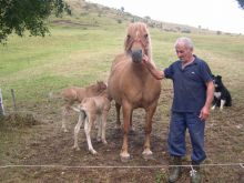 La cavalla Stella e i due puledri gemelli, un maschio e una femmina, nati nei giorni scorsi in una stalla di Gandino di proprietà di Felice Lanfranchi