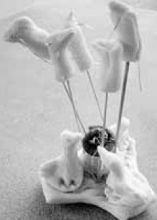 Un «michino» di San Nicola