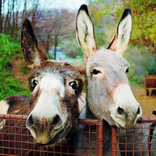 Gli asini rubati sono dotati di microchip