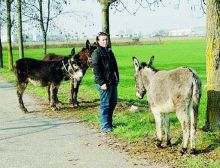 I tre asinelli ritrovati a Brusaporto