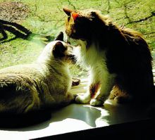 Strage di gatti a Gandino