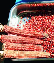 Il mais orobico ibernato in Norvegia