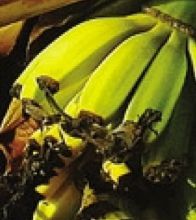 Banane dalla pianta di Angelo Savoldelli